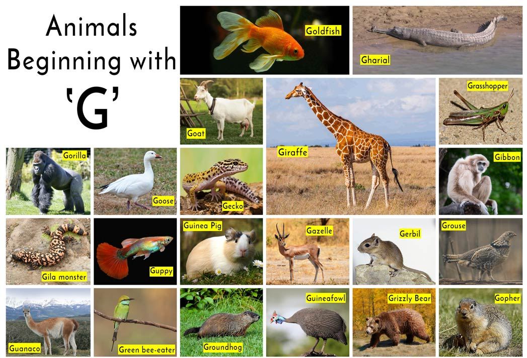 Animals Beginning with G- With facts and Information! #BlogchatterA2Z