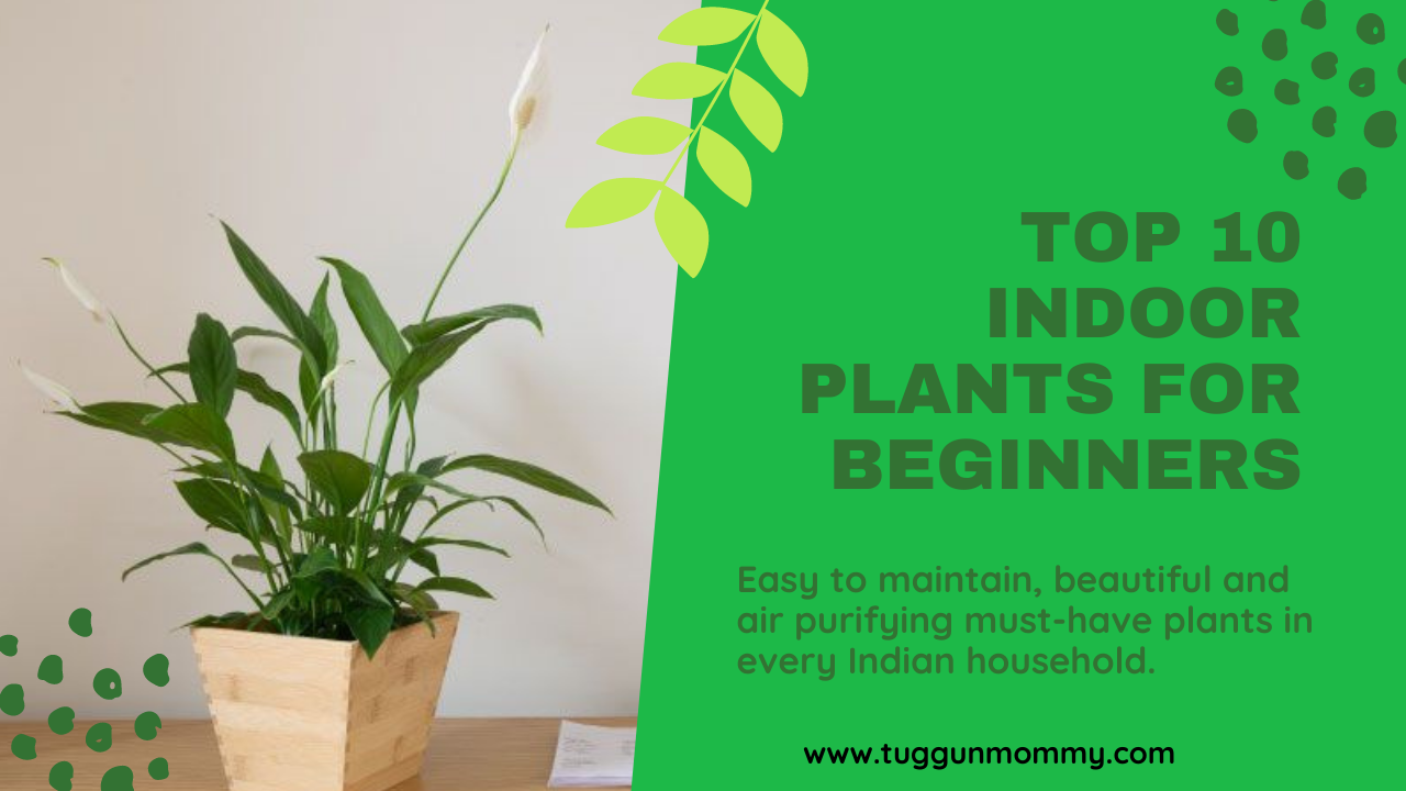 Top Indoor plants for beginner gardeners